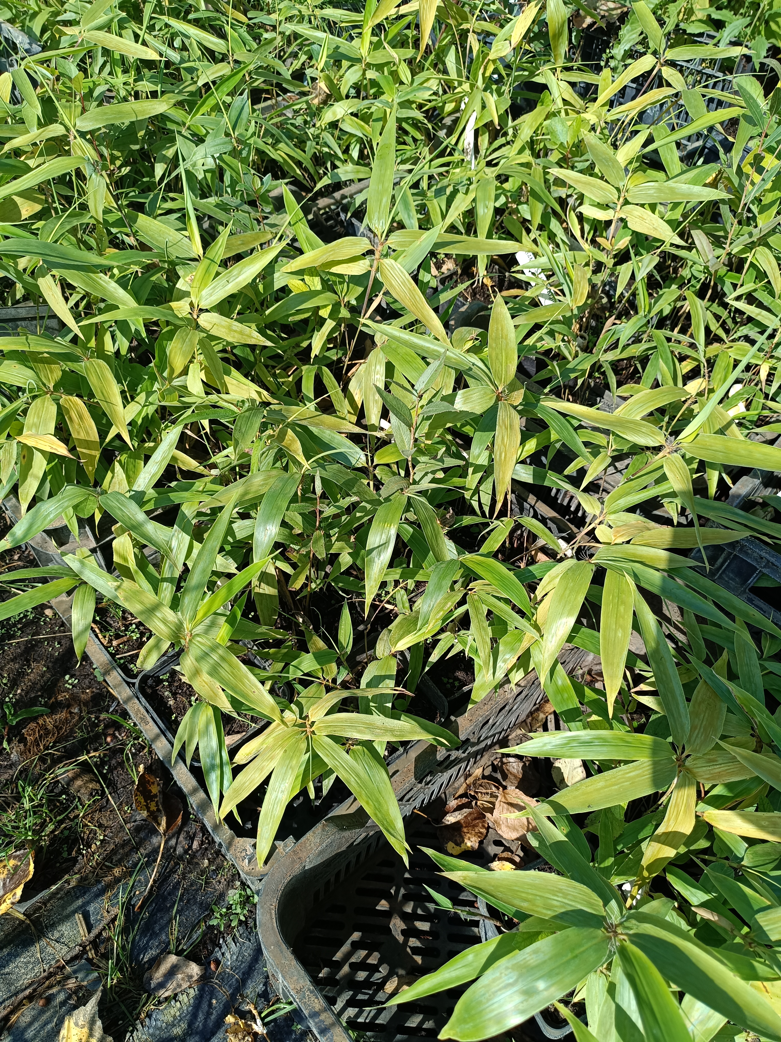BAMBUS czarny Phyllostachys Nigra - sadzonki 10 / 20 cm