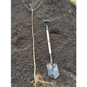 JARZĘBINA CZERWONA jadalna kulista szczepiona na pniu - sadzonki 160 / 180 cm