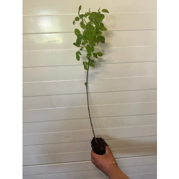Lespedeza miododajna fioletowa - sadzonki 10 / 20 cm