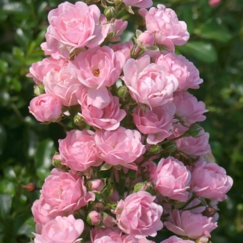 RÓŻA OKRYWOWA różowa donica - sadzonki 15 / 30 cm