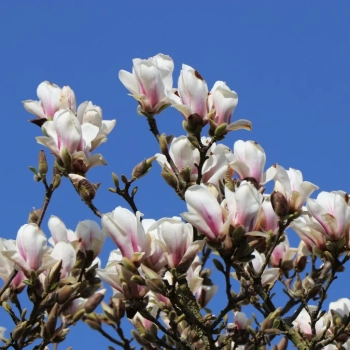 MAGNOLIA ALBA SUPERBA na pniu - sadzonki 70 / 90 cm