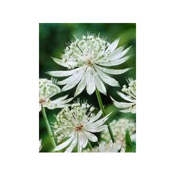JARZMIANKA Diamonds White - sadzonki 10 / 15 cm