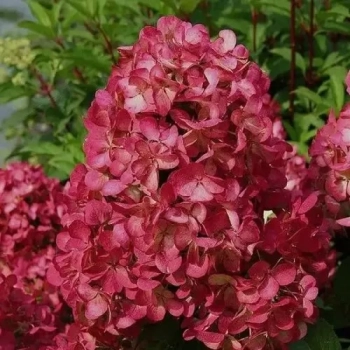 HORTENSJA bukietowa czerwona Wims Red - sadzonki 20 / 30 cm