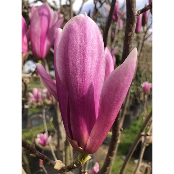 MAGNOLIA HEAVEN SCENT NA PNIU - sadzonki 160 / 190 cm