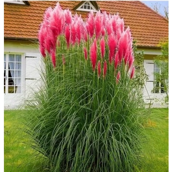 TRAWA PAMPASOWA RÓŻOWA DUŻA - sadzonki 90 / 120 cm