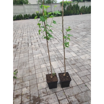 MORWA czarna witamina życia - sadzonki 80 / 100 cm