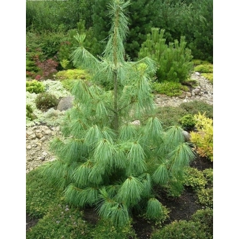 SOSNA HIMALAJSKA długie igły - sadzonki 80 / 100 cm