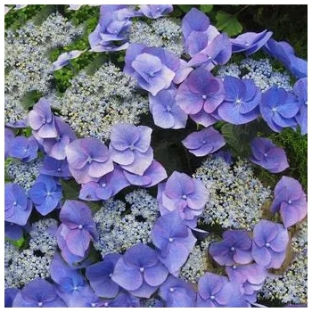 HORTENSJA ogrodowa niebieska Blaumeise - sadzonki 10 / 15 cm