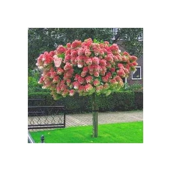 HORTENSJA NA PNIU różowo-kremowa NA WIELOPNIU - sadzonki 80 / 100 cm
