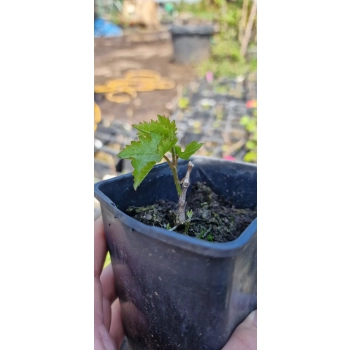 WINOGRON szczepiony Pakiet 12 kolorów mróz -30c - sadzonki 20 / 40 cm