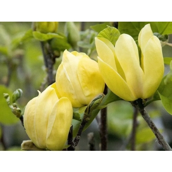 MAGNOLIA szczepiona ŻÓŁTA YELLOW - sadzonki 130 / 160 cm