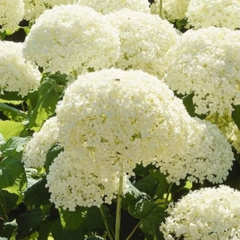 HORTENSJA ANABELLE na pniu - sadzonki 70 / 80 cm