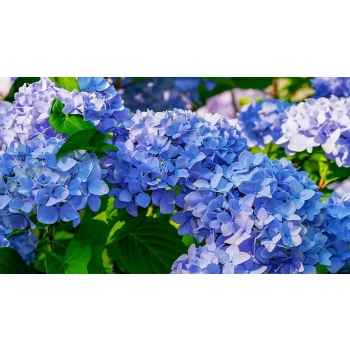 HORTENSJA niebieska na pniu szczepiona - sadzonki 60 / 80 cm