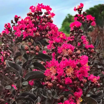 LAGERSTROEMIA RÓŻOWA czerwony liść - sadzonki 50 / 70 cm
