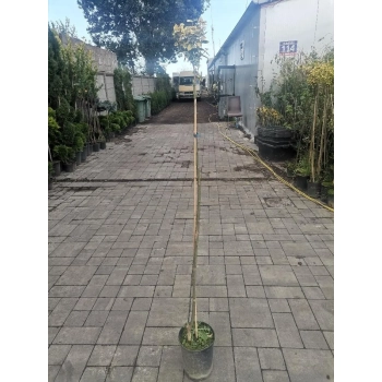 TRZMIELINA na pniu żółto-zielona - sadzonki 140 / 160 cm