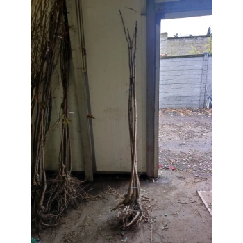 JARZĄB SZWEDZKI szczepiony oryginał - sadzonki 160 / 180 cm