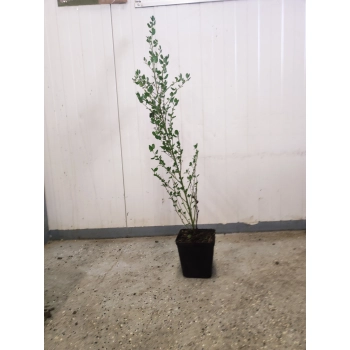 PRUSZNIK Fioletowy - sadzonki 40 / 50 cm