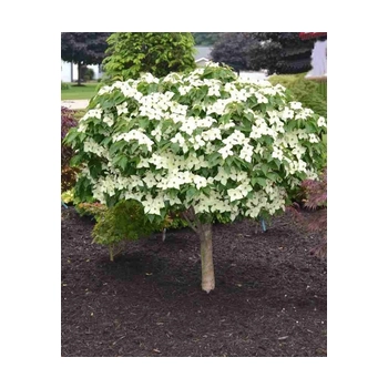 DEREŃ KOUSA NA PNIU - sadzonki 80 / 100 cm