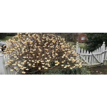 EDGEWORTHIA papierodajna kwitnie zimą - sadzonki 60 / 80 cm
