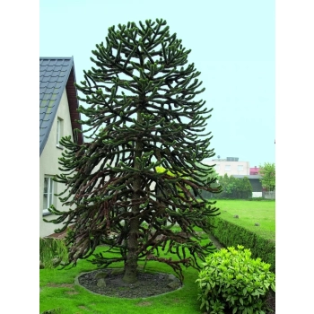 Araukaria Chilijska Małpie drzewo - sadzonki 15 / 30 cm