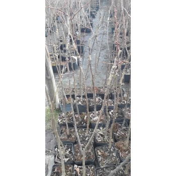 LIPA SZEROKOLISTNA miododajna - sadzonki 50 / 80 cm