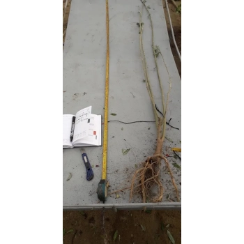 ZŁOTOKAP ZWYCZAJNY złoto w ogrodzie - sadzonki 150 / 170 cm