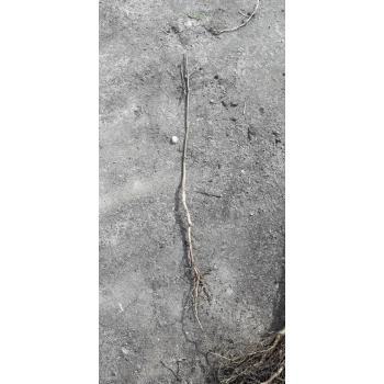 MOSZENKI POŁUDNIOWE pomarańczowe miododajna - sadzonki 10 / 15 cm