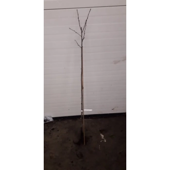 ŚWIDOŚLIWA szczepiona na pniu - sadzonki 100 / 120 cm