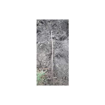 KASZTANOWIEC ZWYCZAJNY - sadzonki 50 / 80 cm