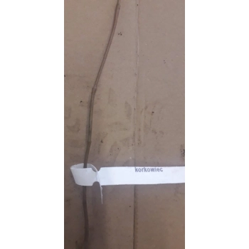 KORKOWIEC AMURSKI miododajny - sadzonki 60 / 80 cm