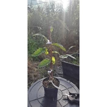 JARZĄB SZWEDZKI szczepiony kolumnowy oryginał - sadzonki 15 / 30 cm