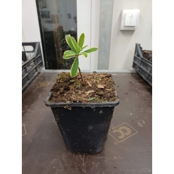 WAWRZYNEK WILCZEŁYKO zimowy krzew - sadzonki 5 / 10 cm