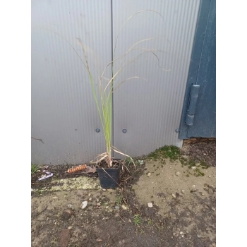 TRAWA PAMPASOWA różowa Pakiet 10 sztuk - sadzonki 20 / 30 cm