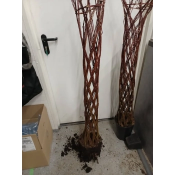 WIERZBA pleciona duża - sadzonki 160 / 180 cm