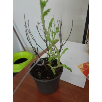 PEROVSKIA BARDZO PACHNIE MIODODAJNE - sadzonki 5 / 10 cm