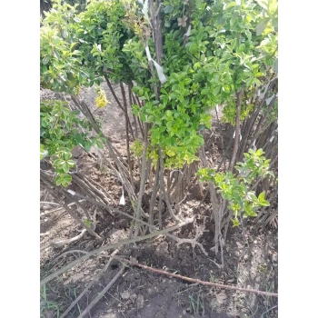 TRZMIELINA na pniu zielono-kremowa - sadzonki 100 / 120 cm