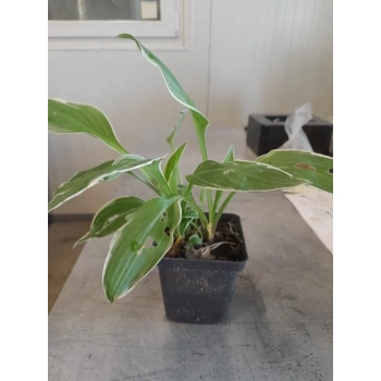 FUNKIA HOSTA - sadzonki 10 / 20 cm