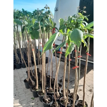 CATALPA KATALPA PURPUROWA na pniu kulista szczepiona - sadzonki 120 / 150 cm