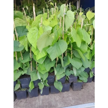 KOKORNAK pnącze ARISTOLOCHIA MACROPHYLLA odporna na mróz - sadzonki 80 / 100 cm
