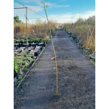 BRZOZA SZCZEPIONA NA PNIU PŁACZĄCA Gracilis Postrzępiona - sadzonki 180 / 200 cm