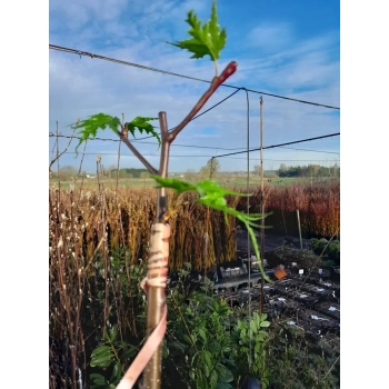 BRZOZA SZCZEPIONA NA PNIU PŁACZĄCA Gracilis Postrzępiona - sadzonki 180 / 200 cm