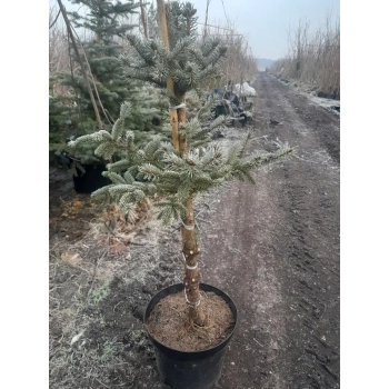 ŚWIERK SREBRNY NA PNIU - sadzonki 100 / 120 cm