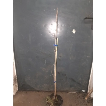 MAGNOLIA BETTY NA PNIU POLSKA PRODUKCJA - sadzonki 80 / 100 cm