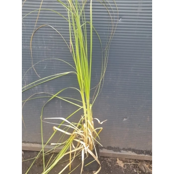 TRAWA PAMPASOWA RÓŻOWA DUŻA - sadzonki 90 / 120 cm