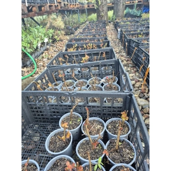 LAGERSTROEMIA bez południa fioletowa SADZONKA 2 LETNIA PRZYCIĘTA - sadzonki 30 / 40 cm