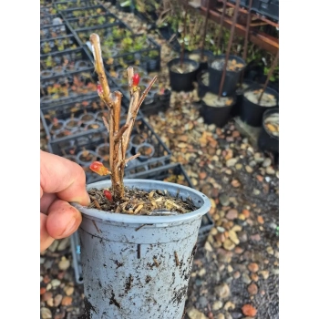 LAGERSTROEMIA bez południa czerwona SADZONKA 2 LETNIA PRZYCIĘTA - sadzonki 30 / 40 cm