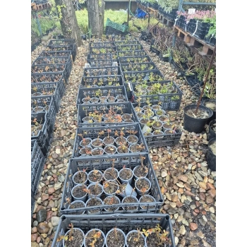 LAGERSTROEMIA bez południa różowa SADZONKA 2 LETNIA PRZYCIĘTA - sadzonki 30 / 40 cm