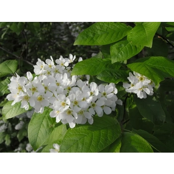CZEREMCHA miododajna - sadzonki 120 / 140 cm
