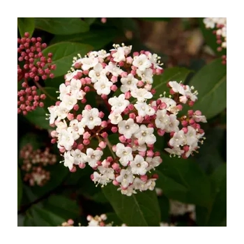 KALINA WAWRZYNOWATA zimozielona - sadzonki 10 / 20 cm