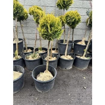 BONSAI Cyprysik Lawsona Ivonne na pniu kulisty - sadzonki 90 / 120 cm